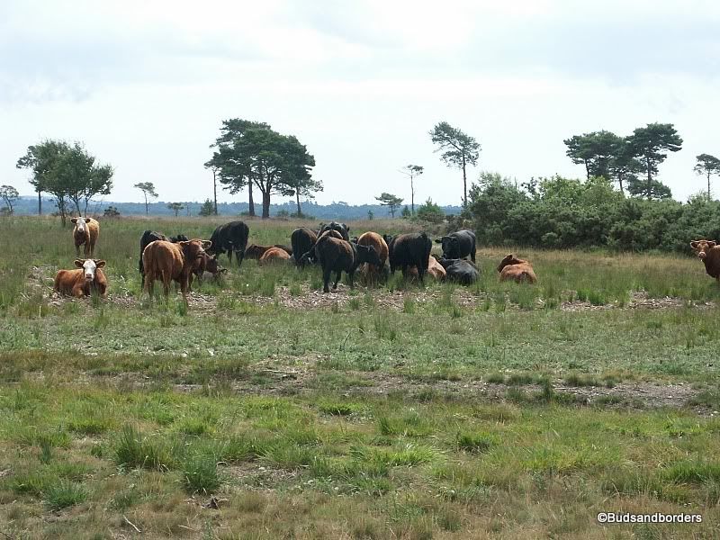 cows