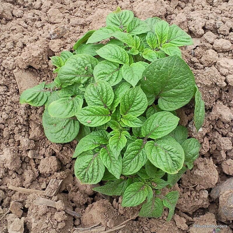 spuds
