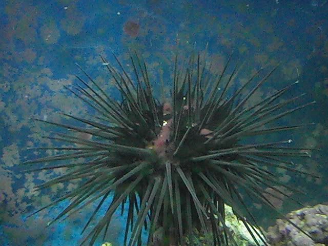 Pic 0178 - sea urchin