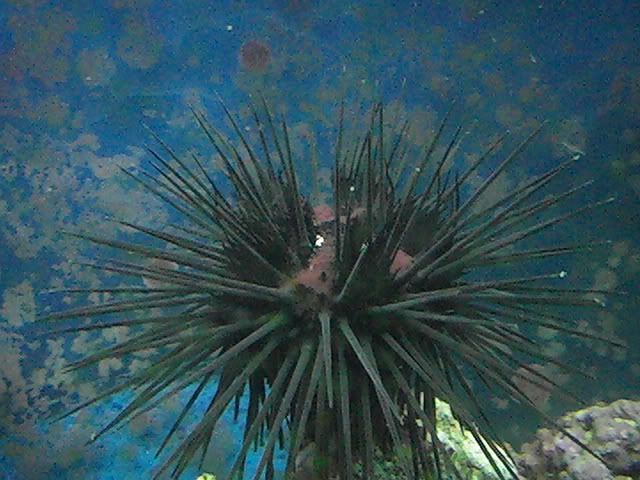 Pic 0179 - sea urchin