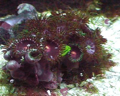 coral10 - New Corals - Need some help/ID please