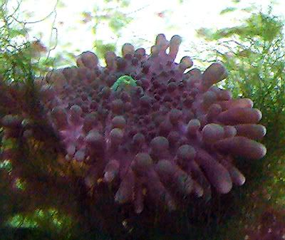 coral11 - New Corals - Need some help/ID please