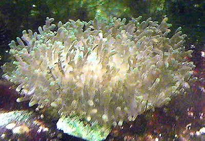 coral8 - New Corals - Need some help/ID please