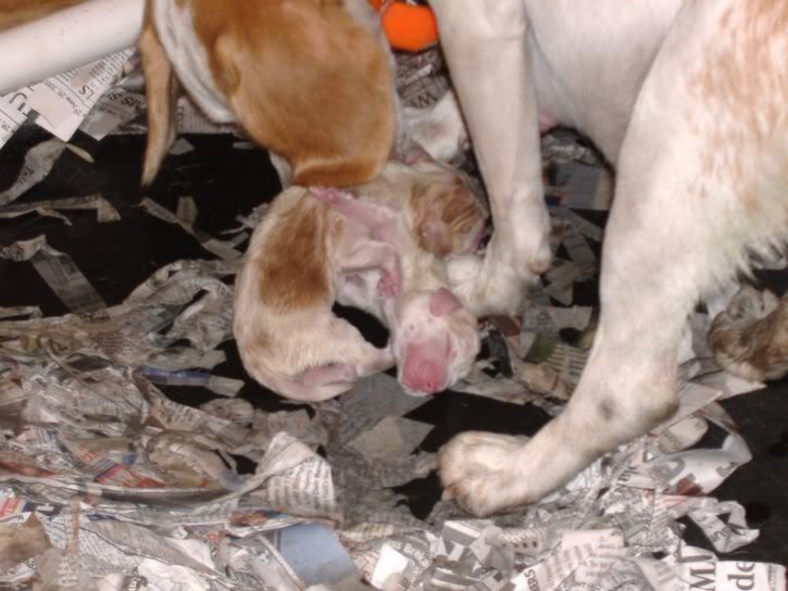 Pictures Of Puppies Being Born. Here is Puppy # 4 eing born