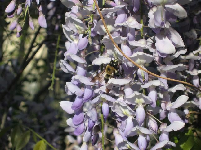 Purple flower strands and bee