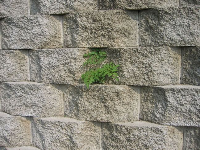 Another Weed in the Wall