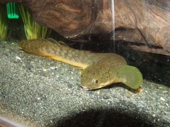 bichir2.jpg