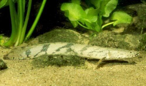 Poly Bichir