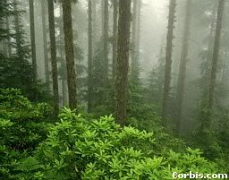 forest Pictures, Images and Photos