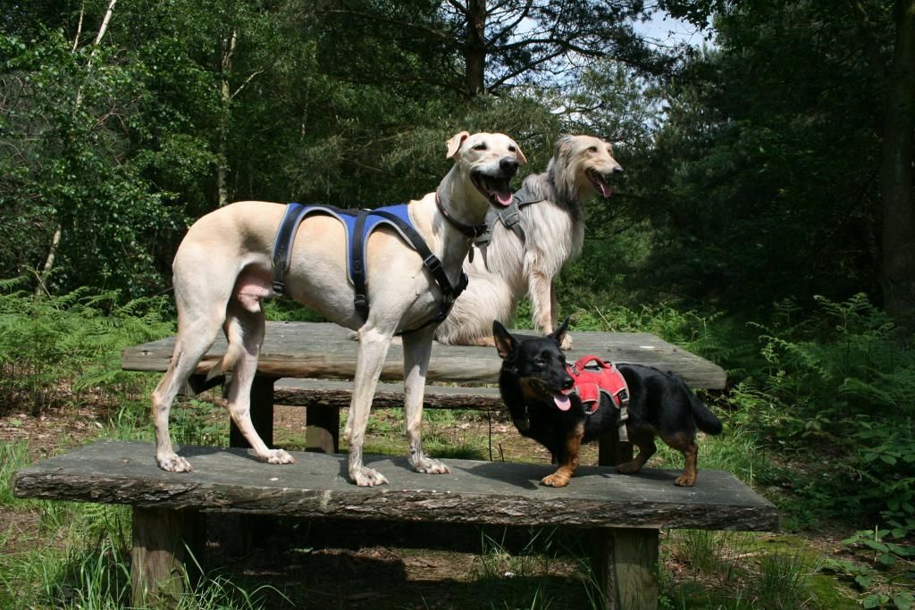 Best harness for greyhound Lurcher Link