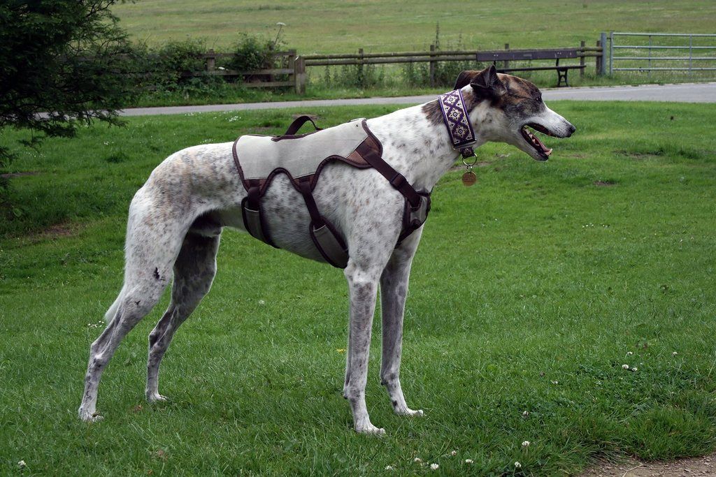 Best harness for greyhound Lurcher Link