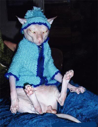 uglycat2.jpg image by copycatcouture