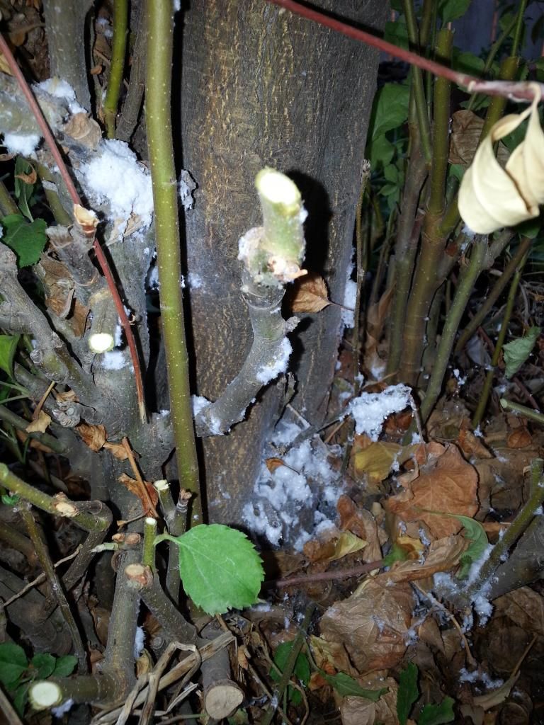  photo 20141004_181228_zpszfi3zx13.jpg