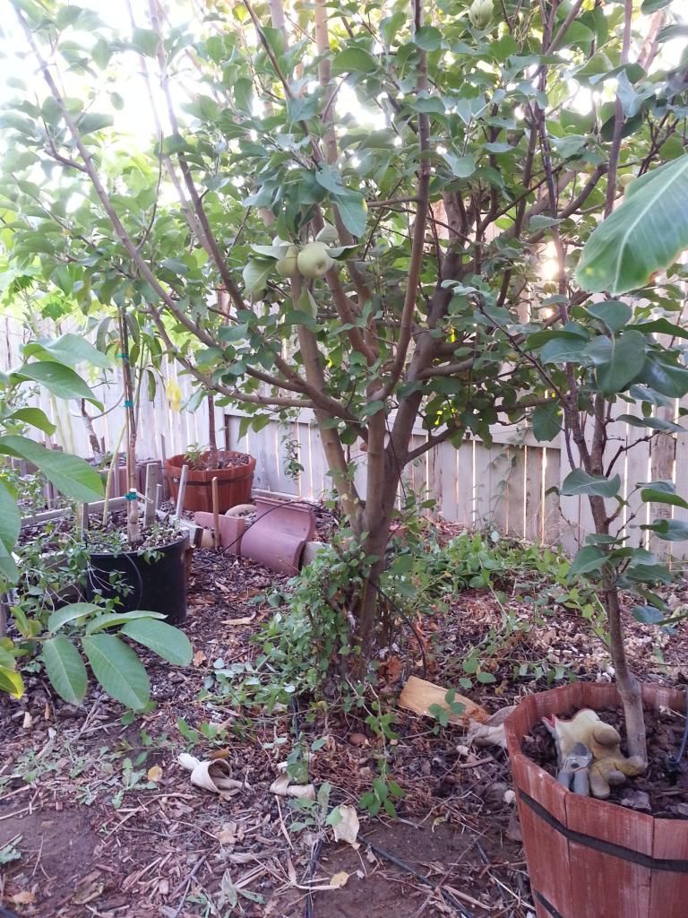  photo 20141004_181309_zps1wpearlm.jpg