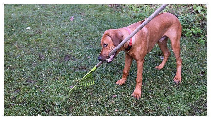 IMAGE: http://i9.photobucket.com/albums/a70/Niipu/puutarhuri.jpg