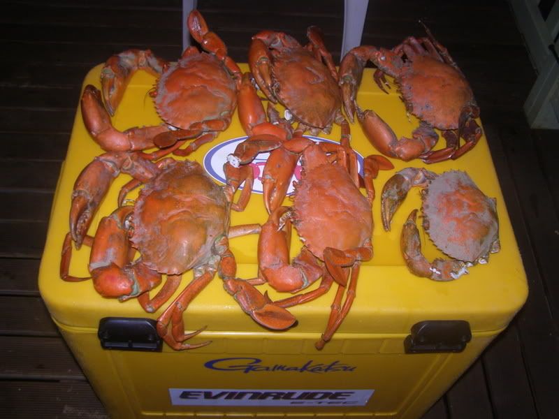 MudCrabs-1.jpg