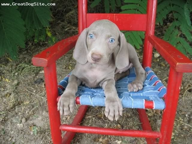 Weimaraner-2mos-Blue-1186357043.jpg