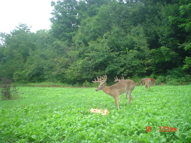 FoodPlot043.jpg