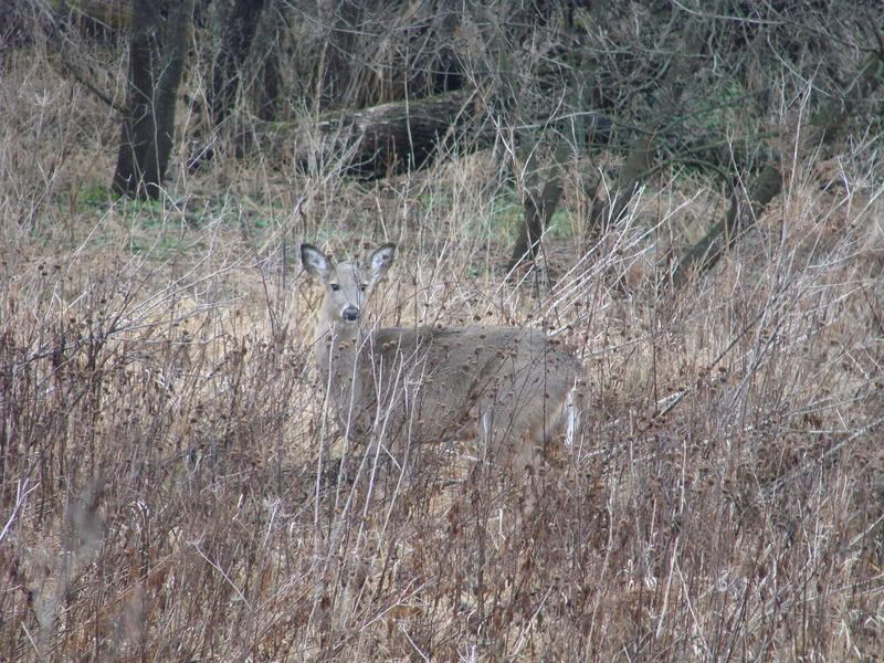 Troutn12-30-06001.jpg