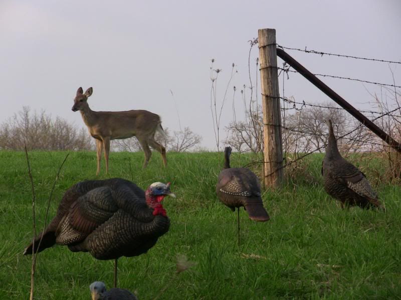 Turkeys2010006.jpg