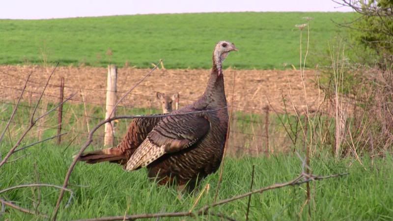 Turkeys2010007.jpg