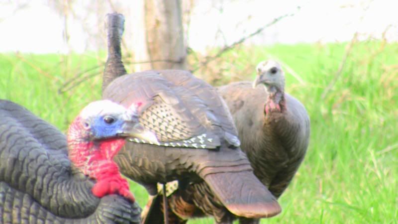 Turkeys2010008.jpg