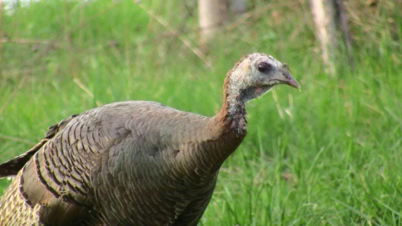 Turkeys2010010.jpg