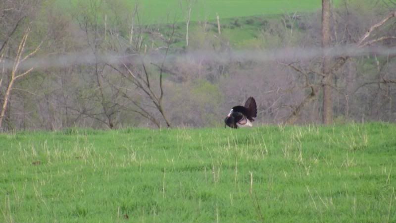 Turkeys2010014.jpg