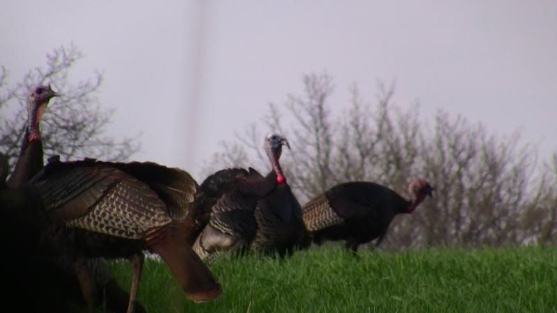 Turkeys2010017.jpg