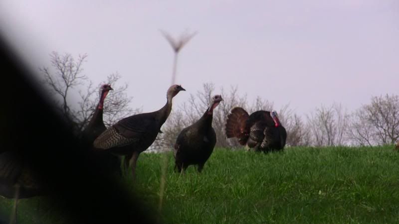 Turkeys2010018.jpg