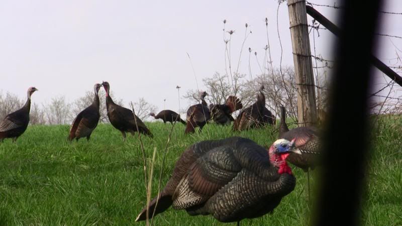 Turkeys2010019.jpg