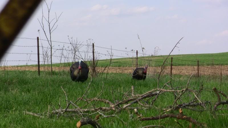 Turkeys2010021.jpg