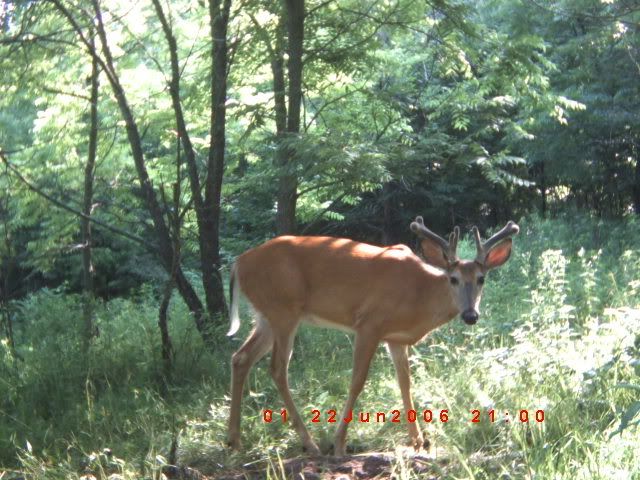 trailcam008.jpg