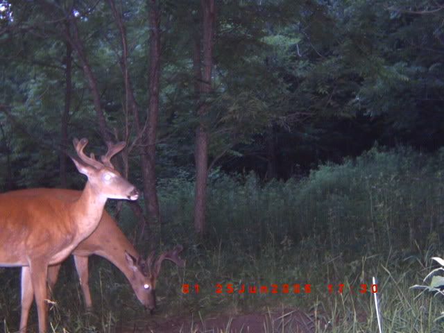 trailcam032.jpg