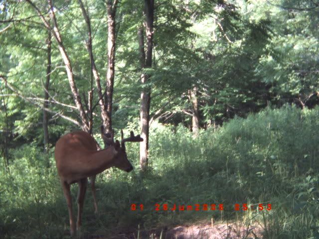 trailcam037.jpg