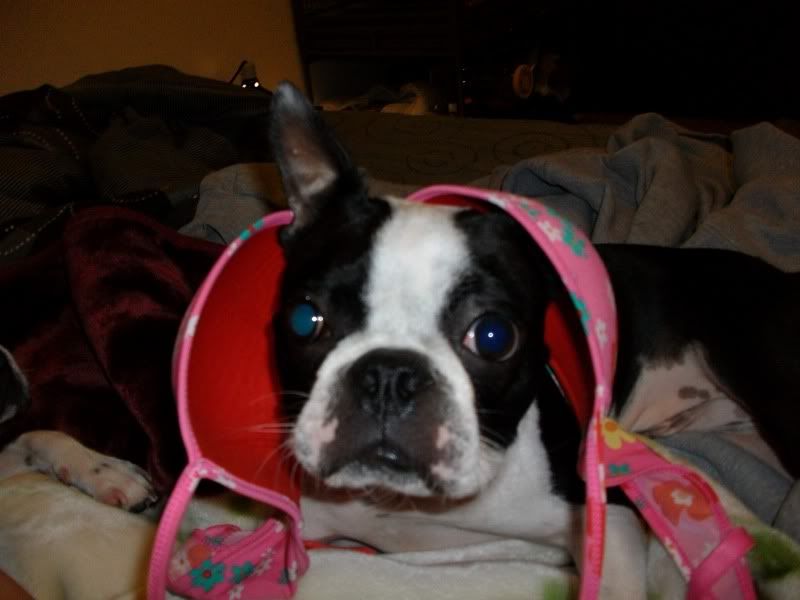 Dog Bras