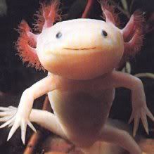 pkmn-axolotl.jpg