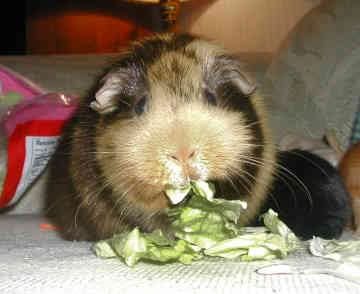 guinea pig