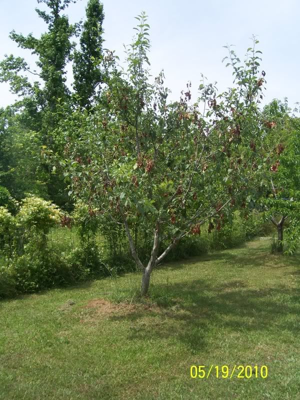 Honeycrisp Apple Trees