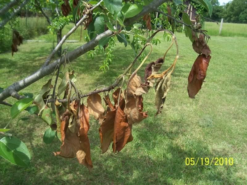 Honey Crisp Apple Tree Not Happy - Homesteading Questions
