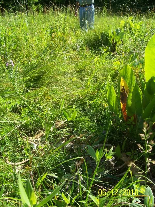 Is this normal for coyotes? - Homesteading Questions