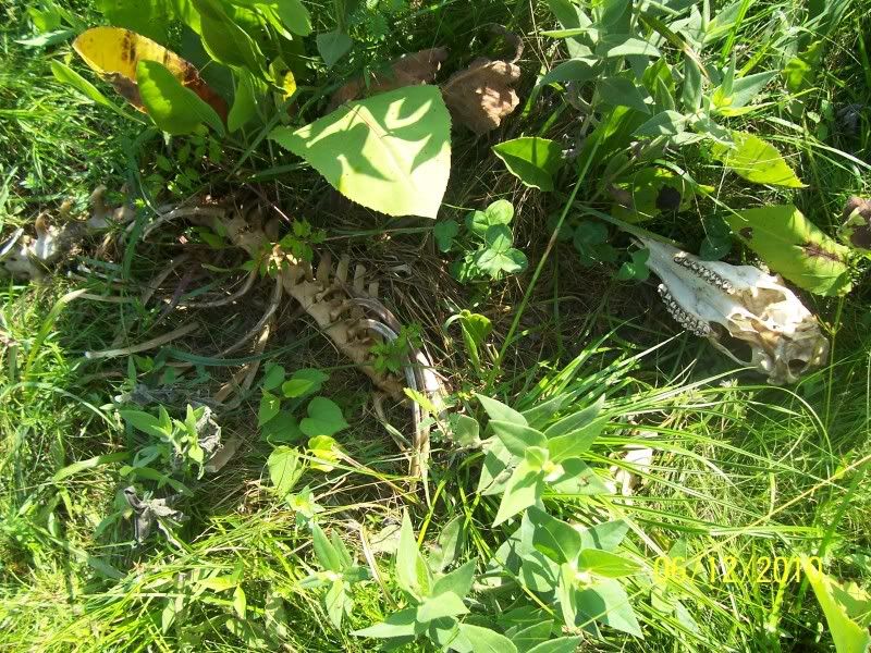 Is this normal for coyotes? - Homesteading Questions