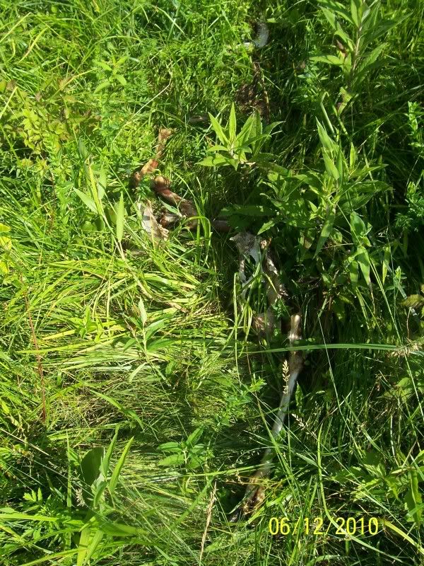 Is this normal for coyotes? - Homesteading Questions