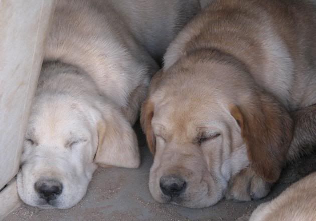 IMG_2258.jpg Sweet sleeping puppy faces. image by jedifan