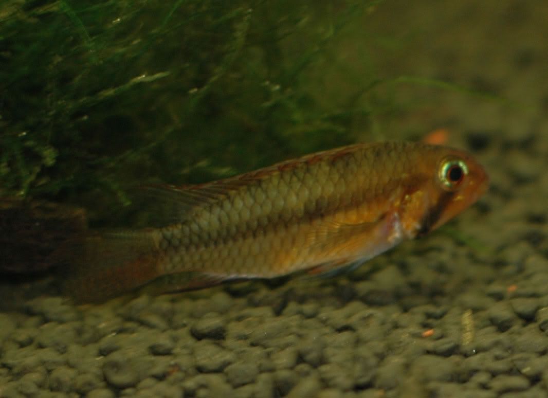 prettyfins-female3.jpg