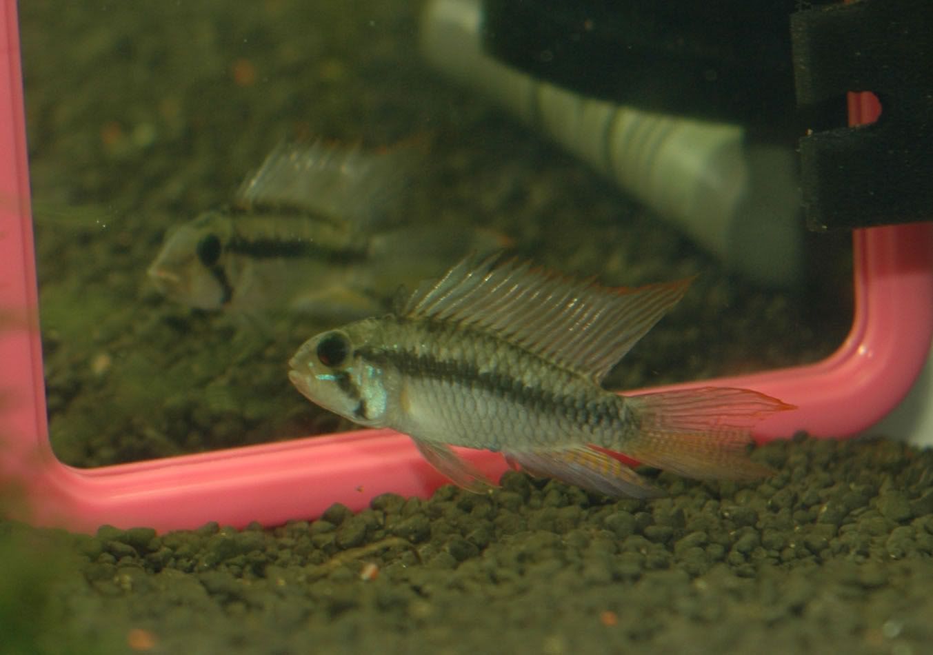 prettyfins-male.jpg