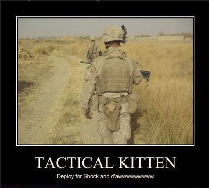 TacticalKitten.jpg