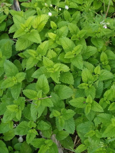 Lemon Balm Pictures, Images and Photos