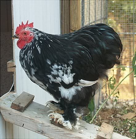 19 weeks, 4 days old pullet with her first egg (9-28-07):