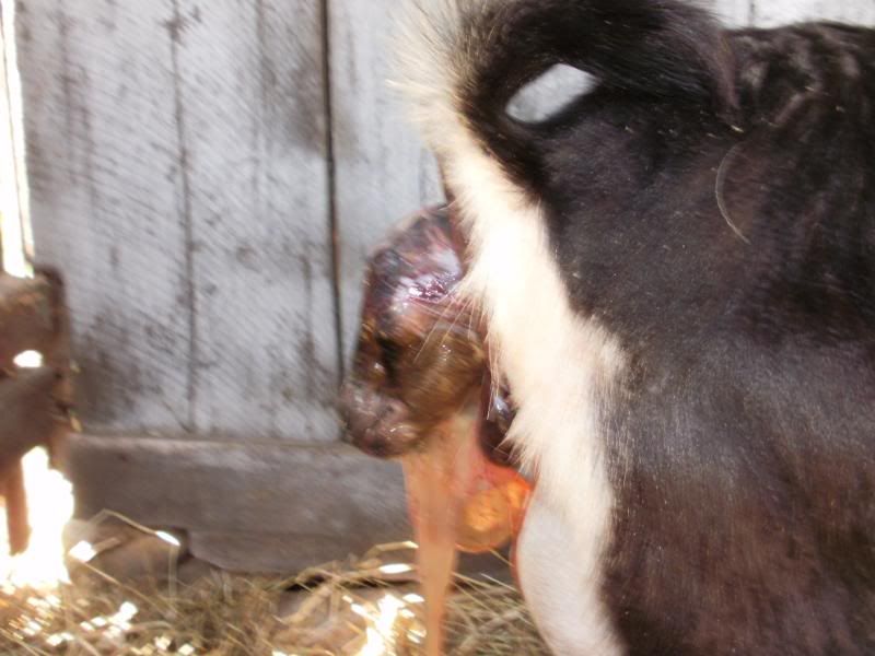 This one has ears! - Goats